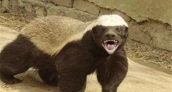 户外平头哥被爆料 最新,揭秘神秘生物的真实生活